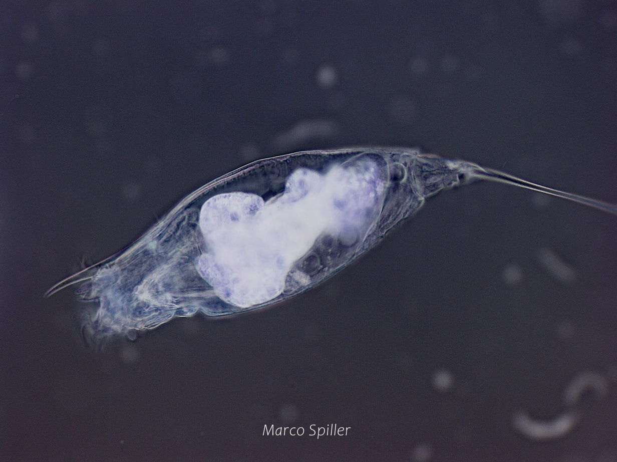 Trichocerca longiseta